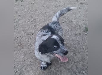 Winston ein Winziger Paket Freude