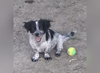 Winston ein Winziger Paket Freude