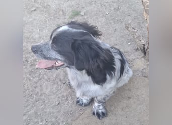 Winston ein Winziger Paket Freude