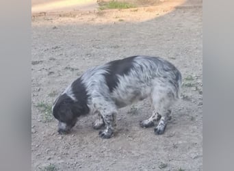Winston ein Winziger Paket Freude