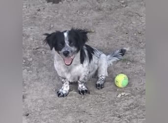Winston ein Winziger Paket Freude