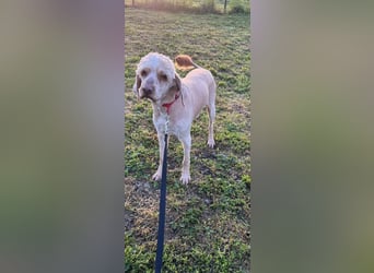 Emil,  Cocker Spaniel/ Lagotto Mix Rüde