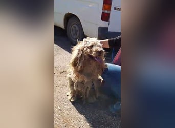 Emil,  Cocker Spaniel/ Lagotto Mix Rüde