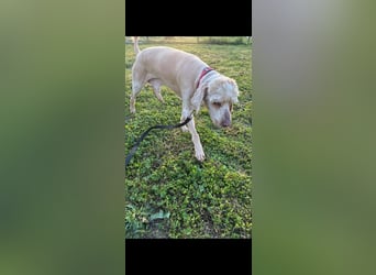 Emil,  Cocker Spaniel/ Lagotto Mix Rüde