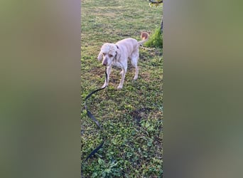 Emil,  Cocker Spaniel/ Lagotto Mix Rüde