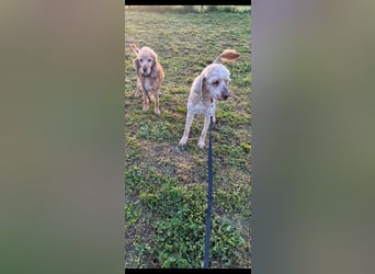 Emil,  Cocker Spaniel/ Lagotto Mix Rüde