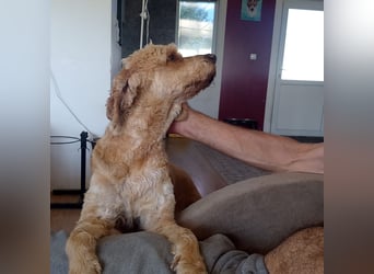 Emil,  Cocker Spaniel/ Lagotto Mix Rüde