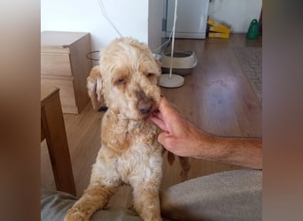 Emil,  Cocker Spaniel/ Lagotto Mix Rüde