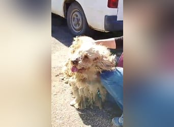 Emil,  Cocker Spaniel/ Lagotto Mix Rüde