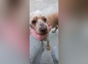 Emil,  Cocker Spaniel/ Lagotto Mix Rüde