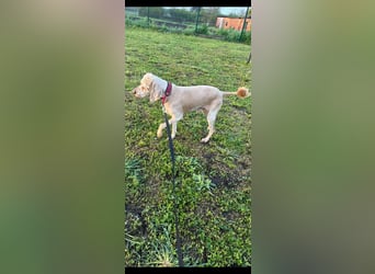 Emil,  Cocker Spaniel/ Lagotto Mix Rüde