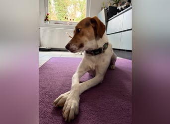 Zarte Foxhoubd ähnl. Hündin, 3J., gepflegt, stubenrein