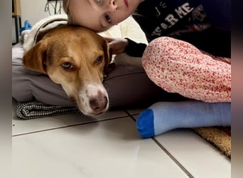 Zarte Foxhoubd ähnl. Hündin, 3J., gepflegt, stubenrein