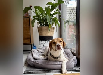 Zarte Foxhoubd ähnl. Hündin, 3J., gepflegt, stubenrein