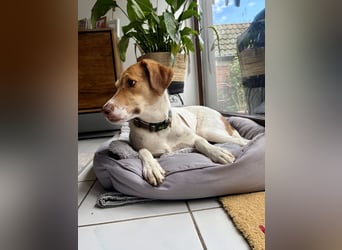 Zarte Foxhoubd ähnl. Hündin, 3J., gepflegt, stubenrein