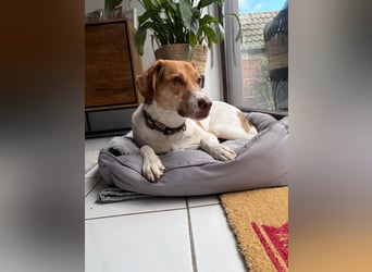 Zarte Foxhoubd ähnl. Hündin, 3J., gepflegt, stubenrein