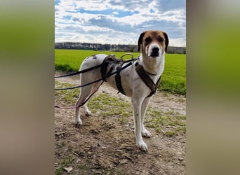 Zarte Foxhoubd ähnl. Hündin, 3J., gepflegt, stubenrein