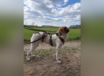 Zarte Foxhoubd ähnl. Hündin, 3J., gepflegt, stubenrein