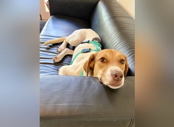 Zarte Foxhoubd ähnl. Hündin, 3J., gepflegt, stubenrein