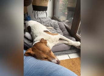 Zarte Foxhoubd ähnl. Hündin, 3J., gepflegt, stubenrein