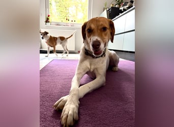 Zarte Foxhoubd ähnl. Hündin, 3J., gepflegt, stubenrein