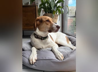 Zarte Foxhoubd ähnl. Hündin, 3J., gepflegt, stubenrein