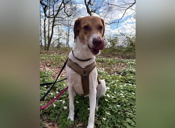 Zarte Foxhoubd ähnl. Hündin, 3J., gepflegt, stubenrein