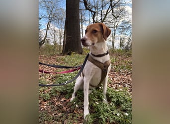 Zarte Foxhoubd ähnl. Hündin, 3J., gepflegt, stubenrein