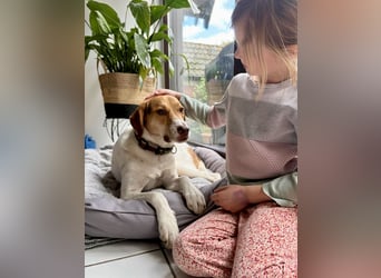 Zarte Foxhoubd ähnl. Hündin, 3J., gepflegt, stubenrein