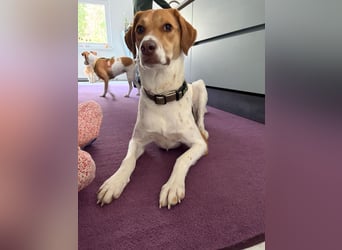 Zarte Foxhoubd ähnl. Hündin, 3J., gepflegt, stubenrein