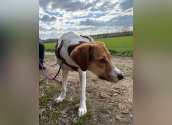 Zarte Foxhoubd ähnl. Hündin, 3J., gepflegt, stubenrein