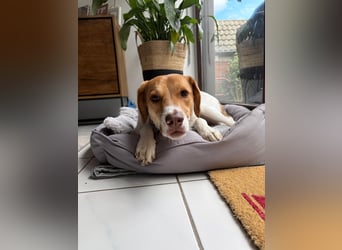 Zarte Foxhoubd ähnl. Hündin, 3J., gepflegt, stubenrein