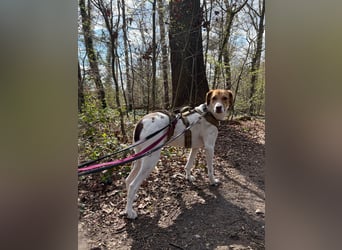 Zarte Foxhoubd ähnl. Hündin, 3J., gepflegt, stubenrein