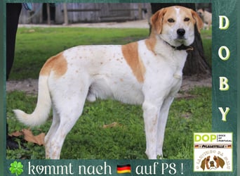 DOBY ✴️ hat ein Ticket für Deutschland -> auf Pflegestelle !!