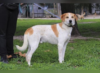 DOBY ✴️ hat ein Ticket für Deutschland -> auf Pflegestelle !!