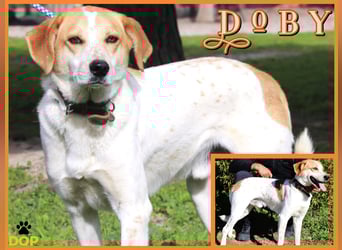 DOBY ✴️ hat ein Ticket für Deutschland -> auf Pflegestelle !!