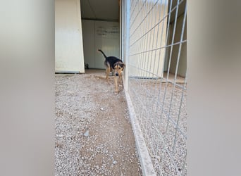 Lebhafter und fröhlicher Junghund BUDDY sucht ein Zuhause