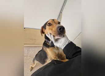 Lebhafter und fröhlicher Junghund BUDDY sucht ein Zuhause