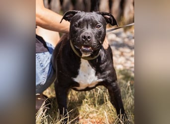 Liebenswerter Pit-Bull-Jungrüde ♥ Nero ♥ sucht sein Lebensglück
