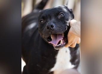 Liebenswerter Pit-Bull-Jungrüde ♥ Nero ♥ sucht sein Lebensglück