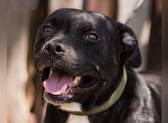 Liebenswerter Pit-Bull-Jungrüde ♥ Nero ♥ sucht sein Lebensglück