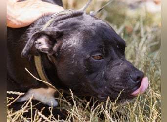 Liebenswerter Pit-Bull-Jungrüde ♥ Nero ♥ sucht sein Lebensglück