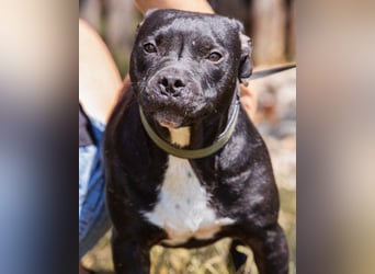 Liebenswerter Pit-Bull-Jungrüde ♥ Nero ♥ sucht sein Lebensglück
