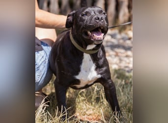 Liebenswerter Pit-Bull-Jungrüde ♥ Nero ♥ sucht sein Lebensglück