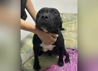 Liebenswerter Pit-Bull-Jungrüde ♥ Nero ♥ sucht sein Lebensglück