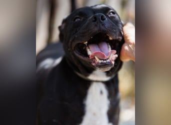 Liebenswerter Pit-Bull-Jungrüde ♥ Nero ♥ sucht sein Lebensglück