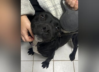 Liebenswerter Pit-Bull-Jungrüde ♥ Nero ♥ sucht sein Lebensglück