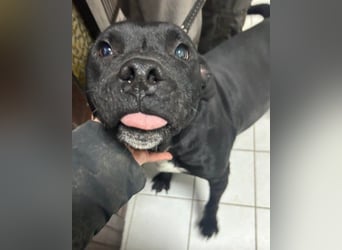 Liebenswerter Pit-Bull-Jungrüde ♥ Nero ♥ sucht sein Lebensglück