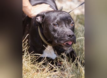 Liebenswerter Pit-Bull-Jungrüde ♥ Nero ♥ sucht sein Lebensglück