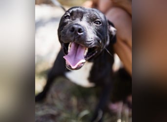 Liebenswerter Pit-Bull-Jungrüde ♥ Nero ♥ sucht sein Lebensglück